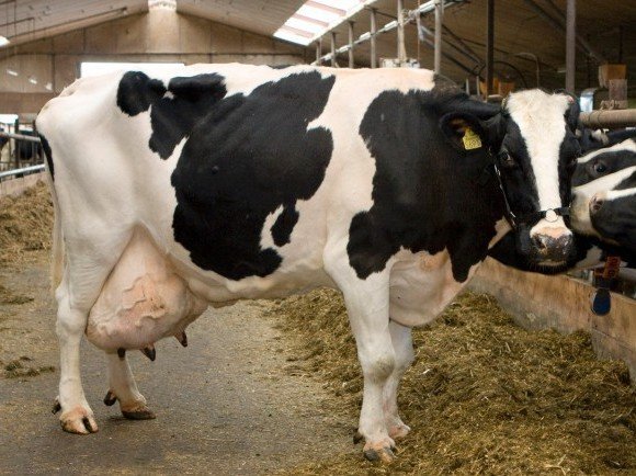 Hilda's melkrecord -EJSZJGIQ