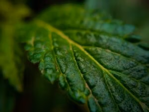Groen blad met druppels