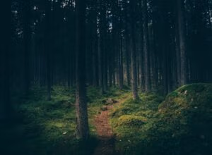 Groen natuurlandschap