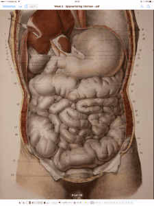 Buiklachten bij de osteopaat