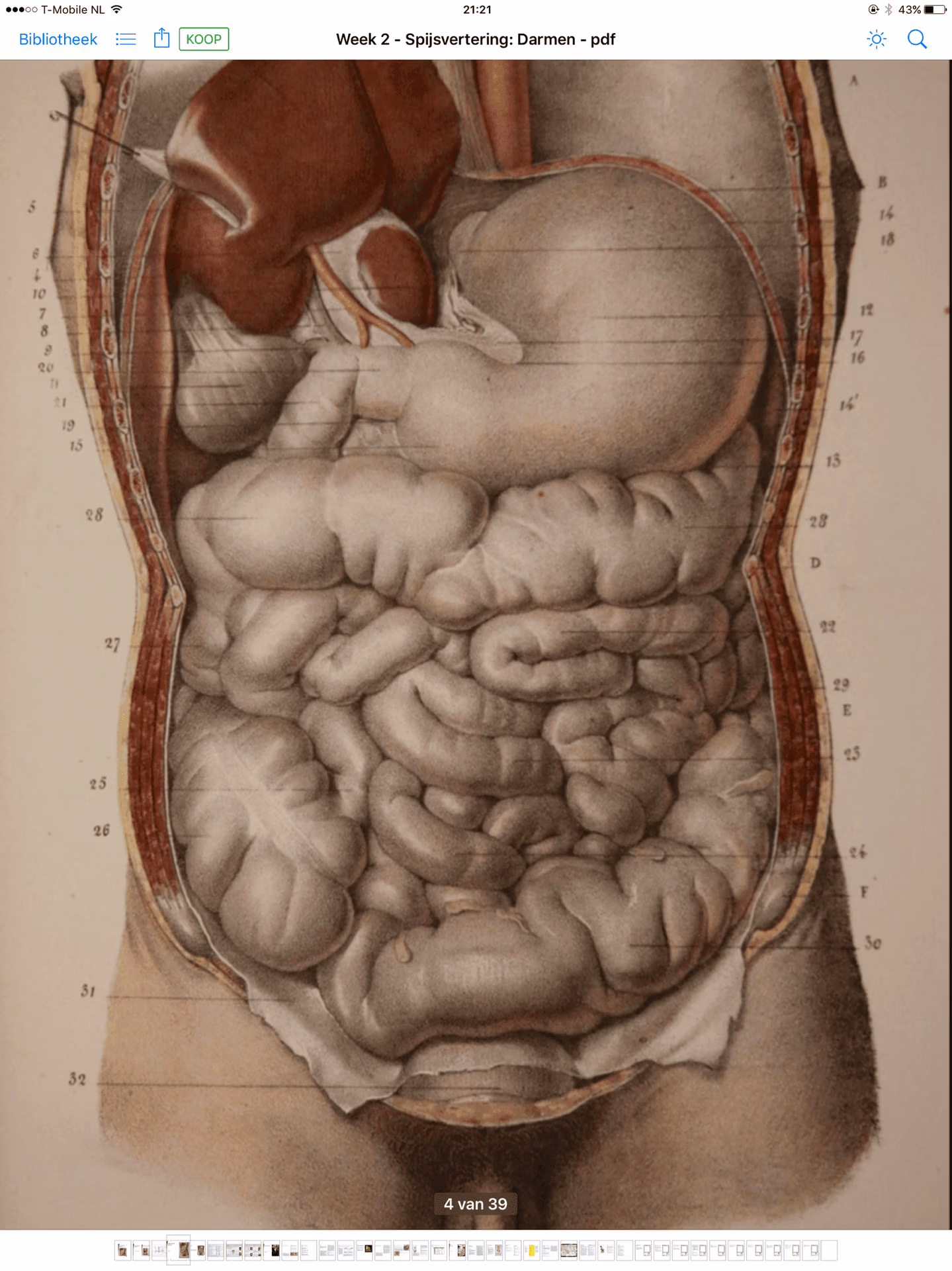 Buikklachten bij de osteopaat