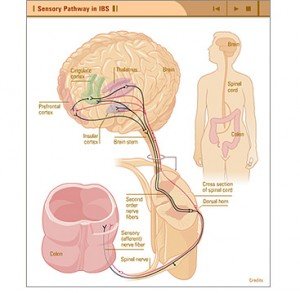 koppeling buik brein