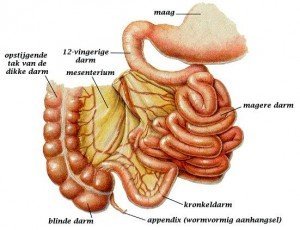 Foto PDS, van de Osteopraktijk in Amsterdam, behandeling van bewegingsbeperkingen van botten, spieren, bloedvaten, ingewanden.