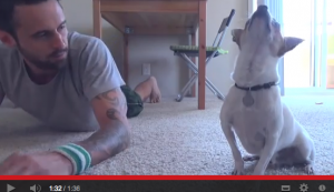 Foto yogahond, van de Osteopraktijk in Amsterdam, behandeling van bewegingsbeperkingen van botten, spieren, bloedvaten, ingewanden.